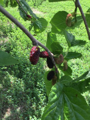 Delicious Mulberries!