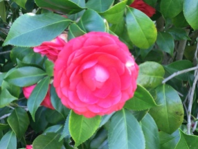 Captivating Camellia